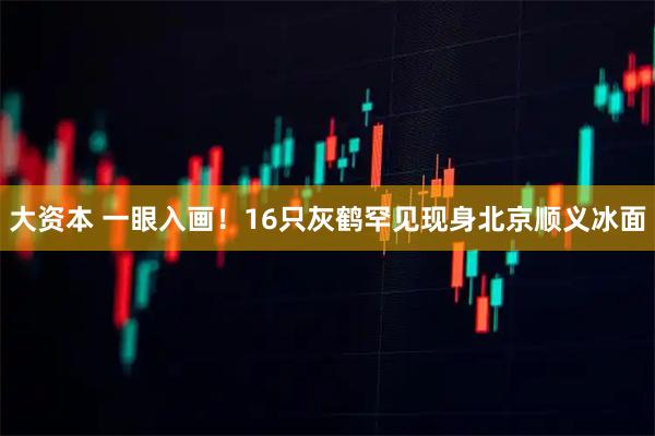 大资本 一眼入画！16只灰鹤罕见现身北京顺义冰面